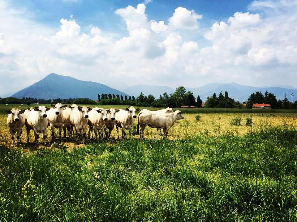 Foto di Azienda Agricola Scaglia